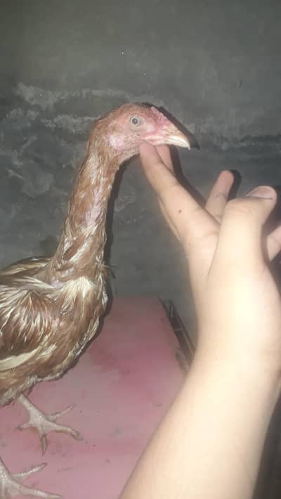female miawali aseel  pure  and nasli