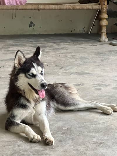 Siberian husky puer