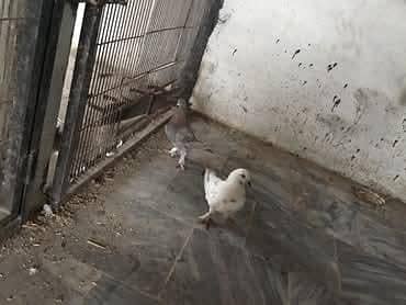 breeder pair bohot acha h pair  breeding karna wala