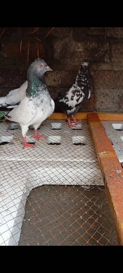 breeder pairs