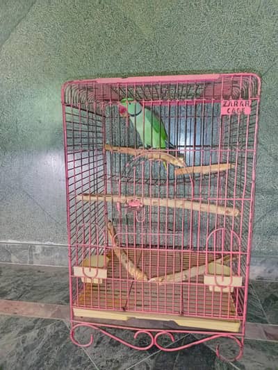 Kashmiri parrot