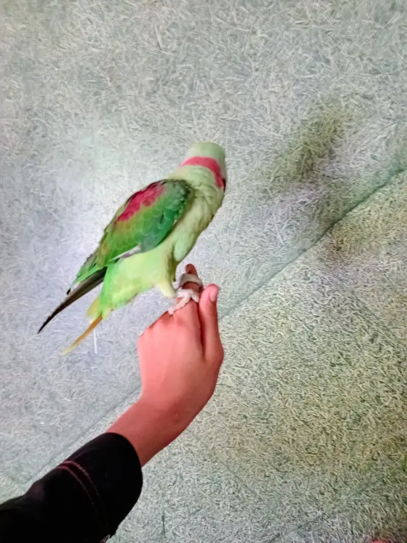 Kashmiri parrot — photo 2