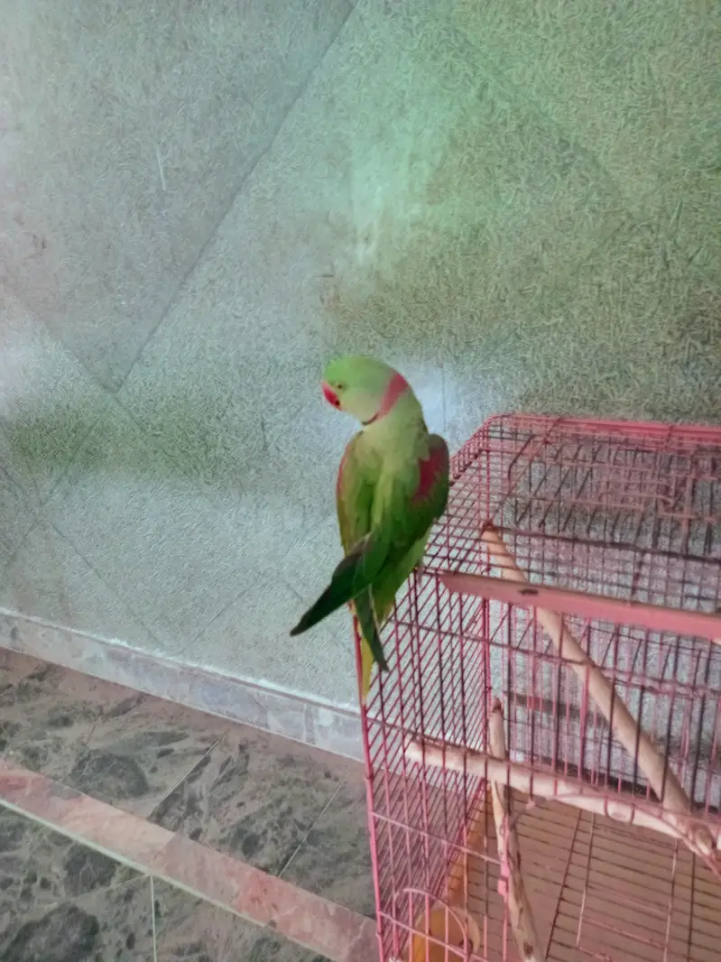 Kashmiri parrot — photo 3