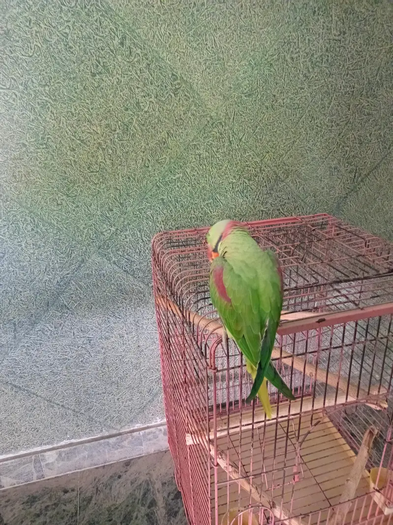 Kashmiri parrot — photo 4