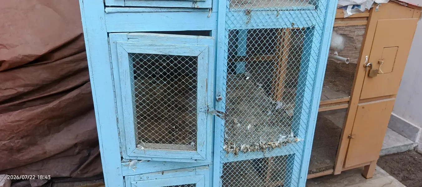 Birds cage — photo 3