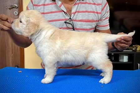 Golden Retriever puppy | Dog Puppies For sale