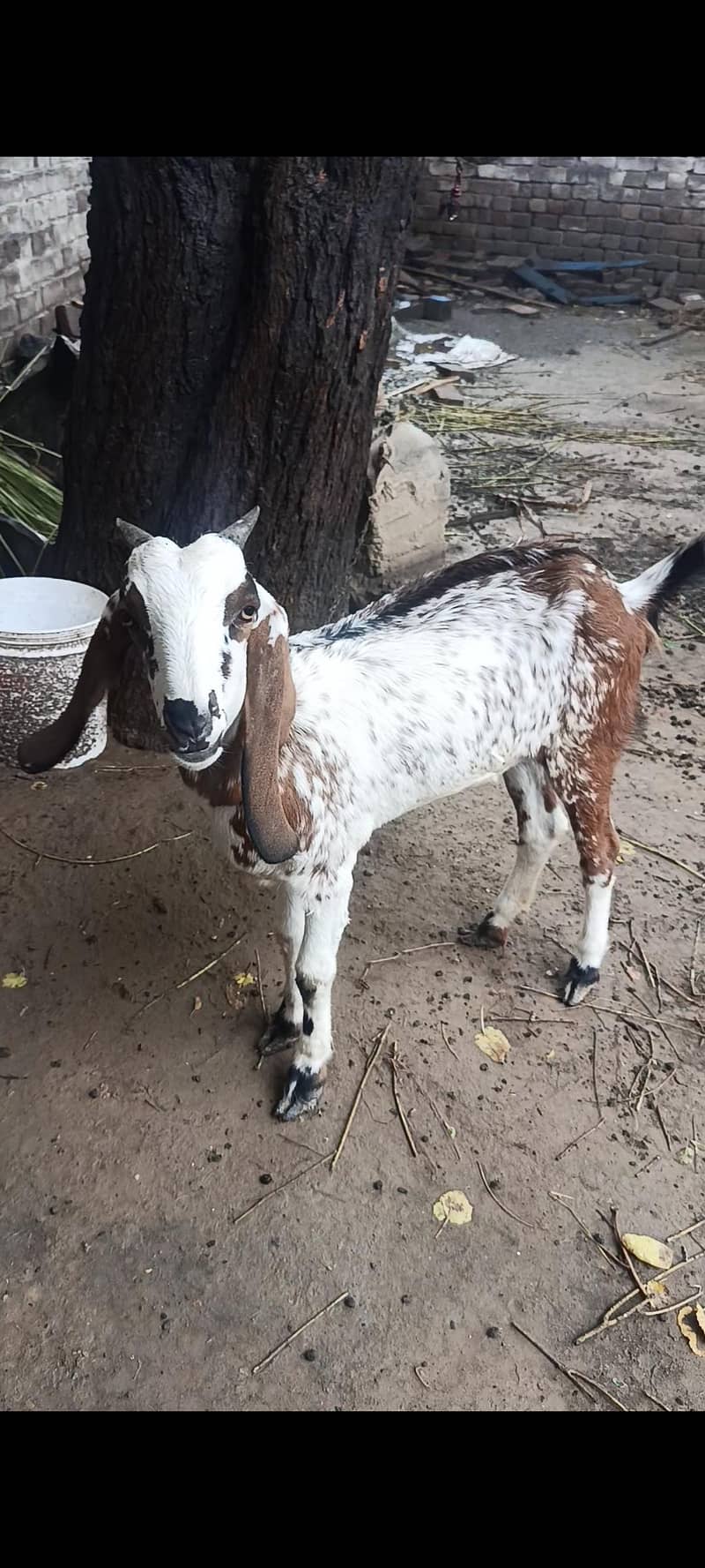 mix breed (Teddi+ Desi) 3
