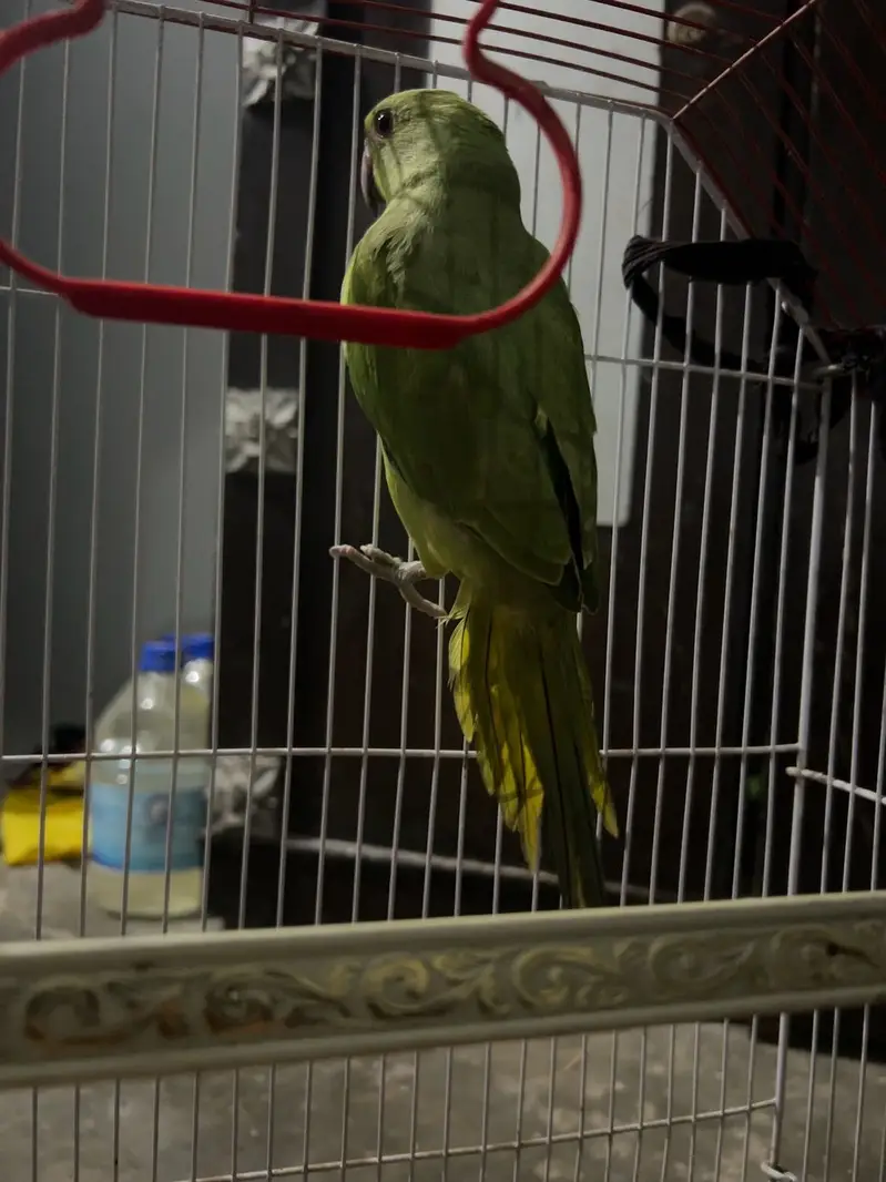 Green Ringneck Parrot – Hand Tame | 6 Months | Healthy Male — photo 2