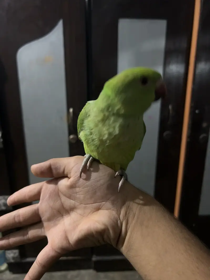 Green Ringneck Parrot – Hand Tame | 6 Months | Healthy Male — photo 3