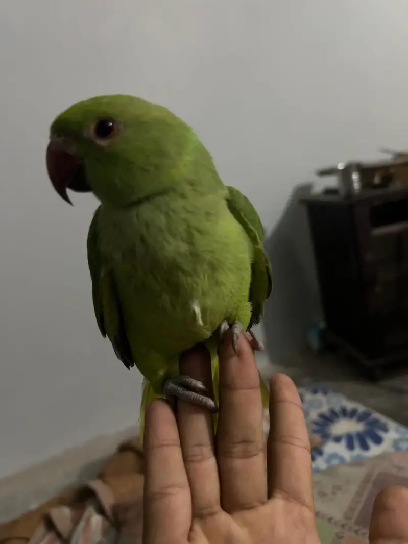 Green Ringneck Parrot – Hand Tame | 6 Months | Healthy Male — photo 4