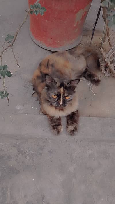 3 coated cat