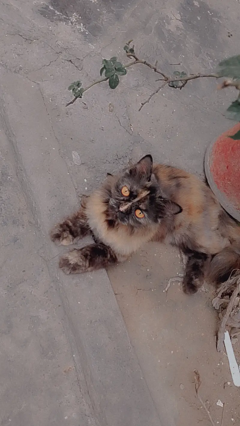 3 coated cat — photo 2