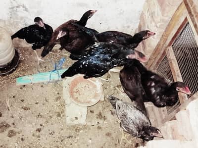 2500 per piece 5Female hens2500 and 4Male hens3000 for sale