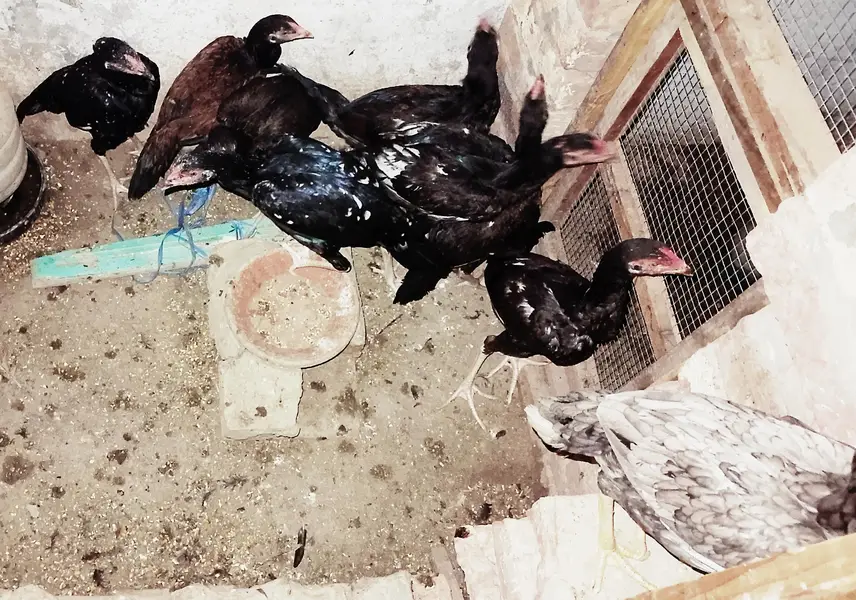 2500 per piece 5Female hens2500 and 4Male hens3000 for sale — photo 2