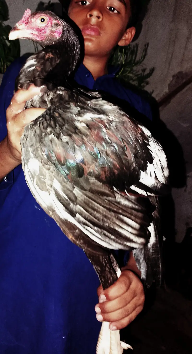 2500 per piece 5Female hens2500 and 4Male hens3000 for sale — photo 3