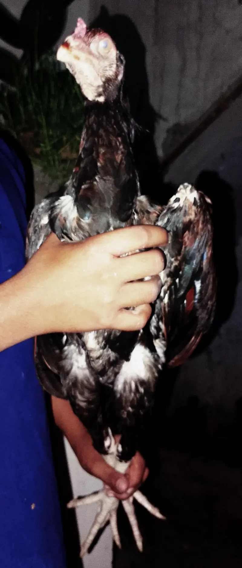 2500 per piece 5Female hens2500 and 4Male hens3000 for sale — photo 4