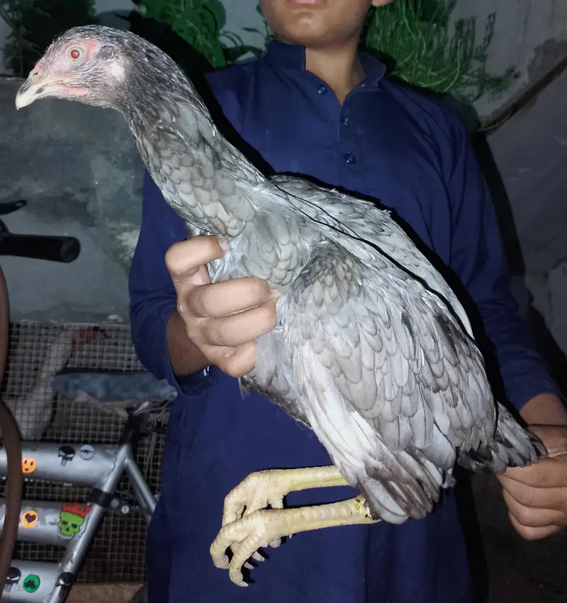 2500 per piece 5Female hens2500 and 4Male hens3000 for sale — photo 5