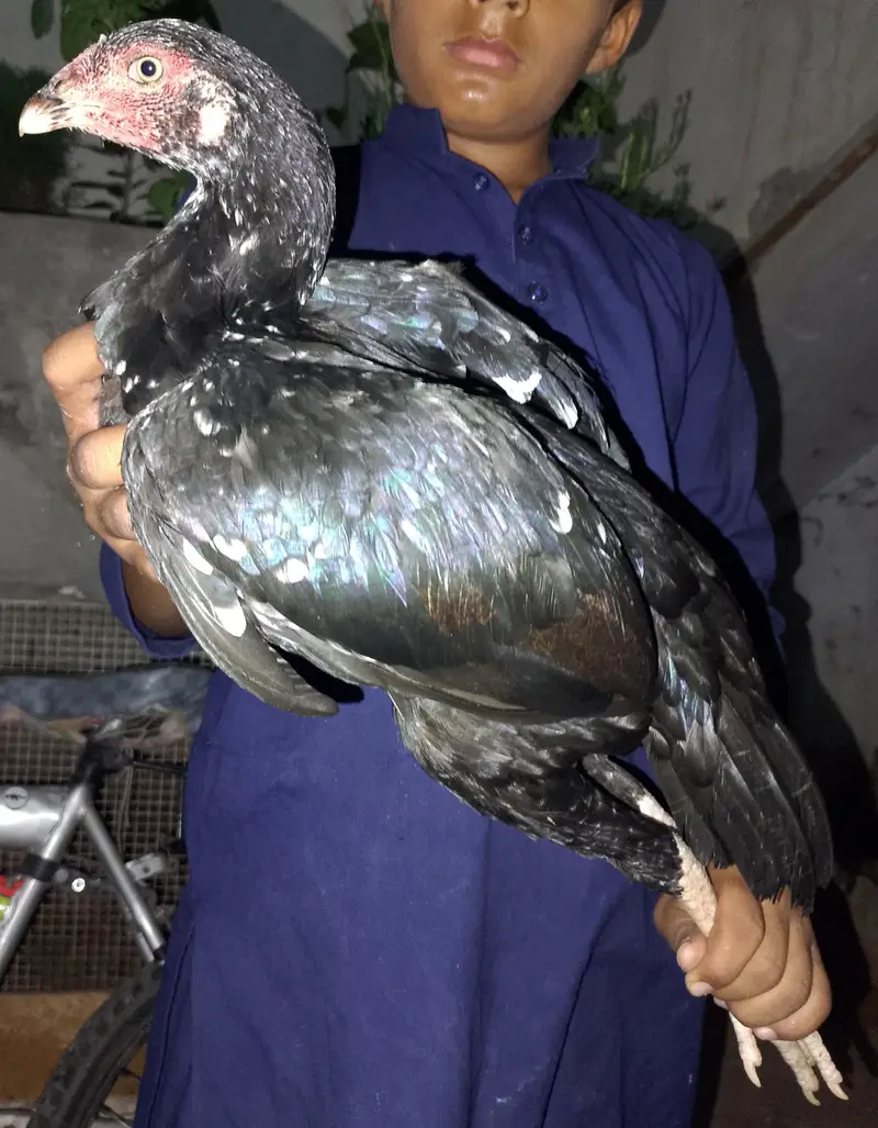 2500 per piece 5Female hens2500 and 4Male hens3000 for sale — photo 6