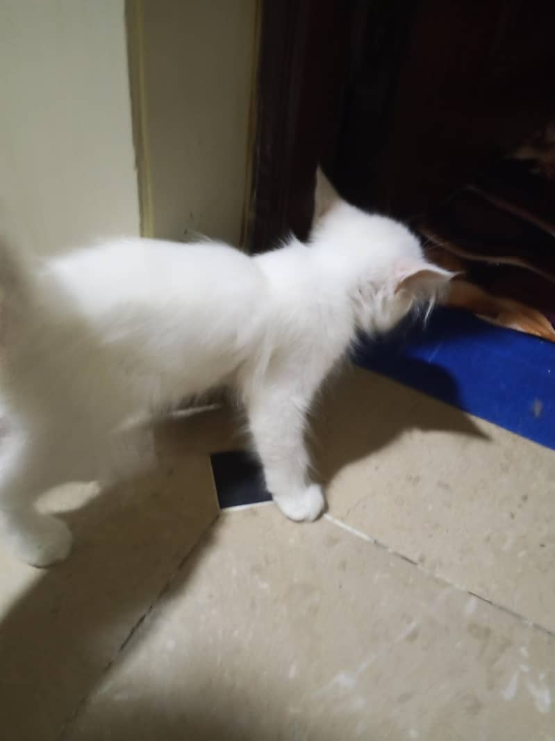 Kitty 0