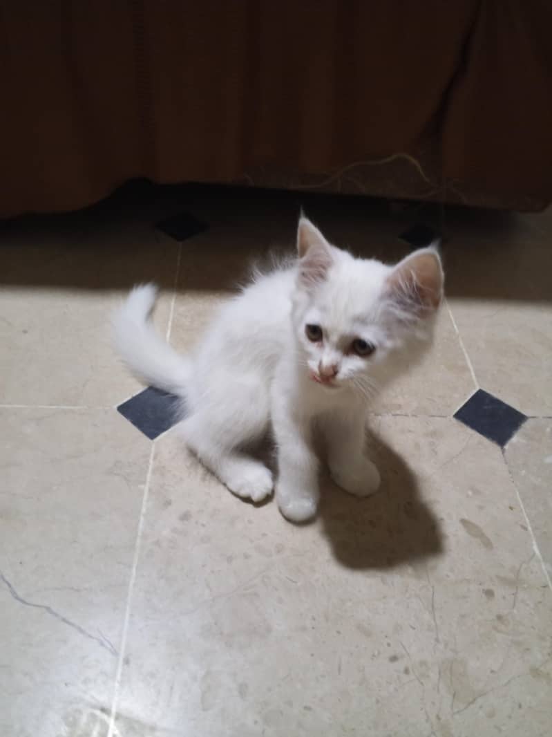 Kitty 1