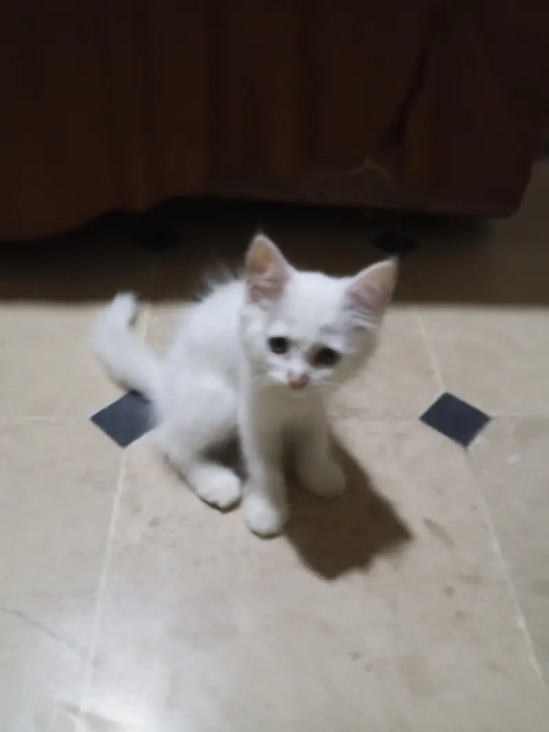Kitty — photo 3