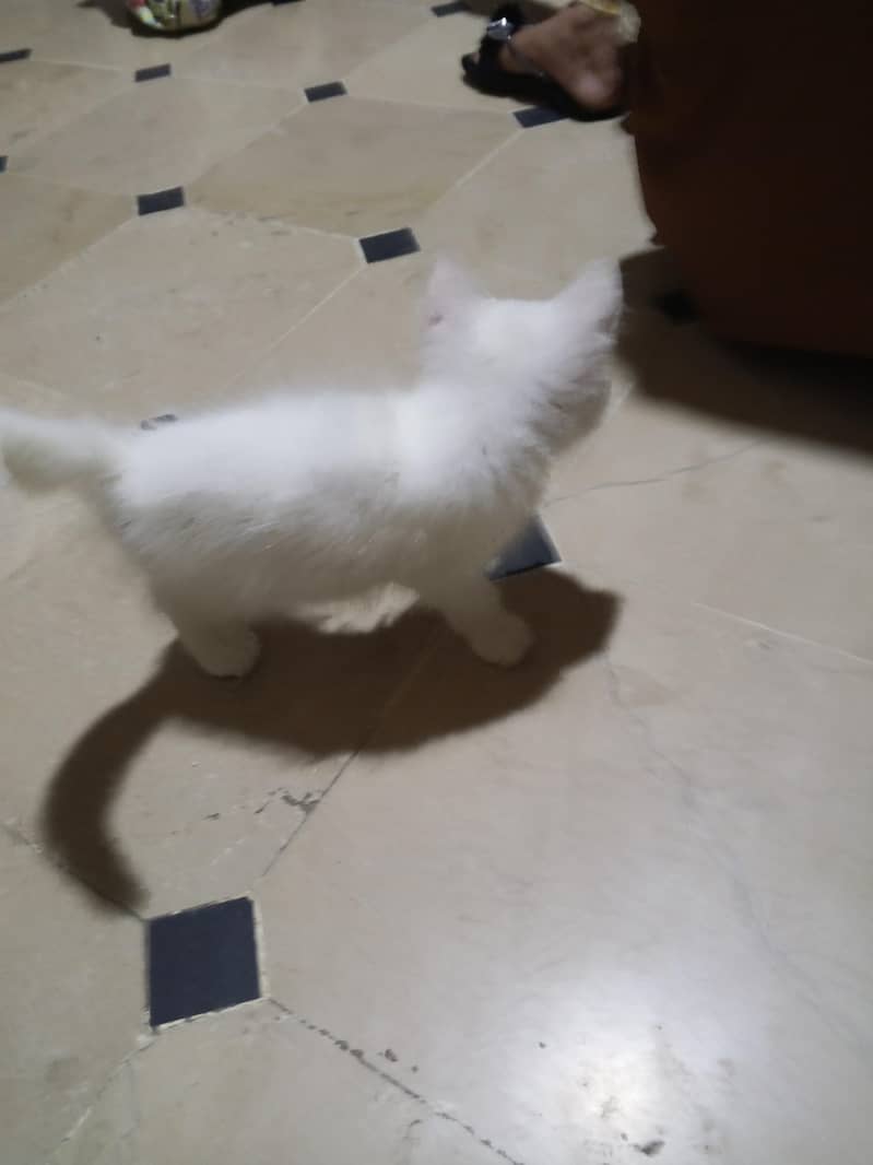 Kitty 3