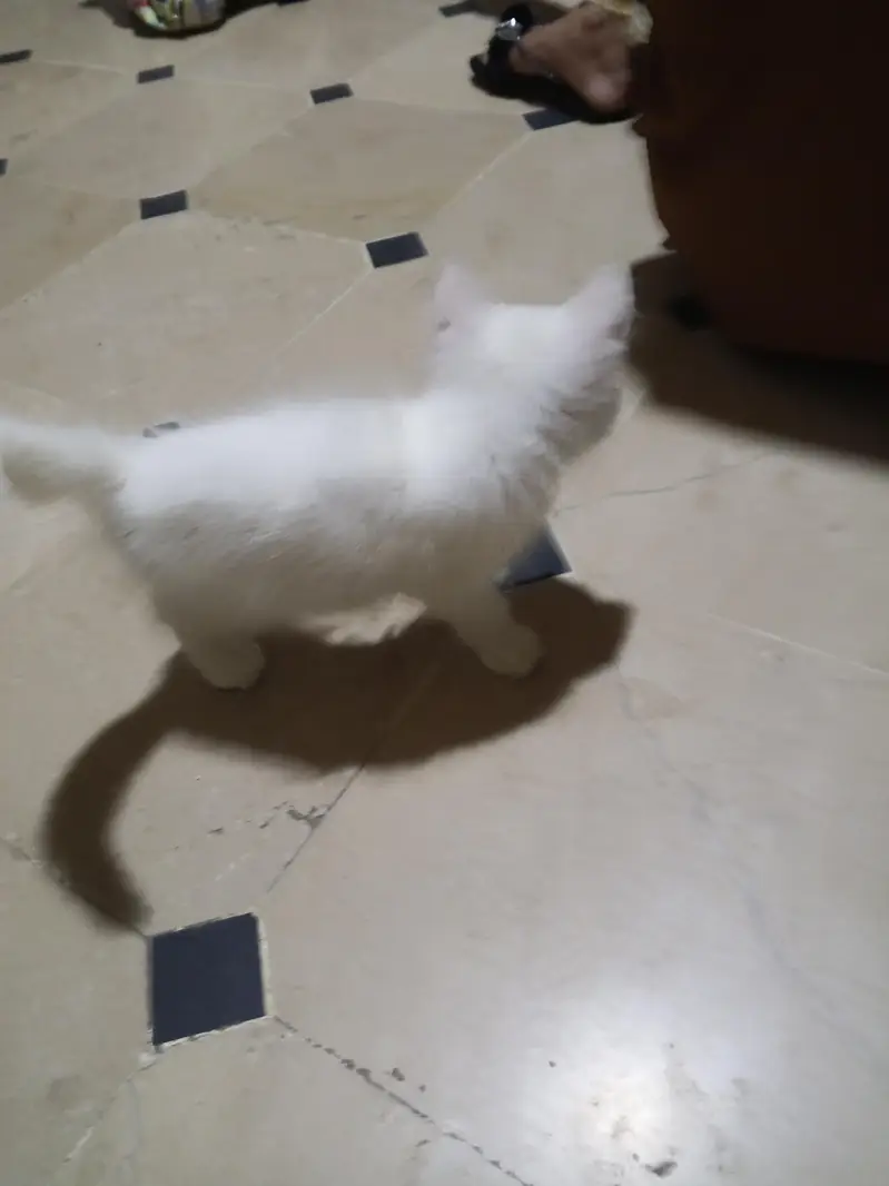 Kitty — photo 4