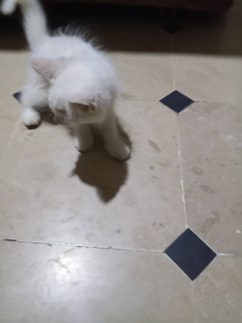 Kitty 4