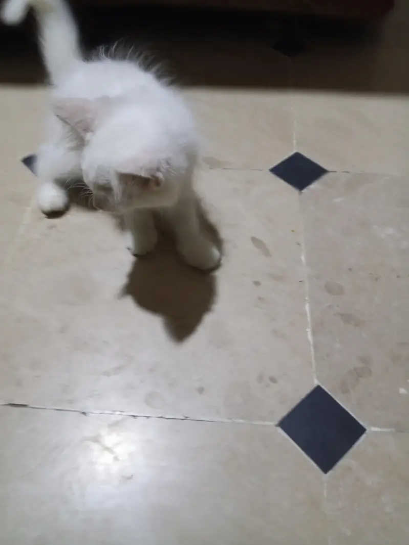 Kitty — photo 5