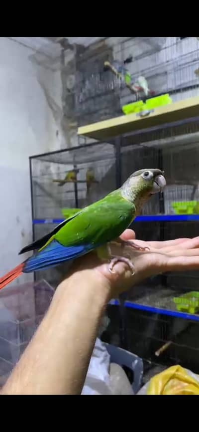 Yellow sided fly tamed beautiful piece for sale