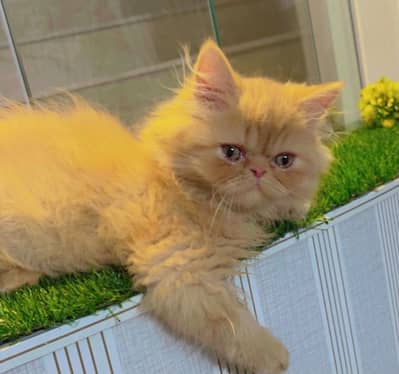 Punch Face Female Fluffy Kitten available