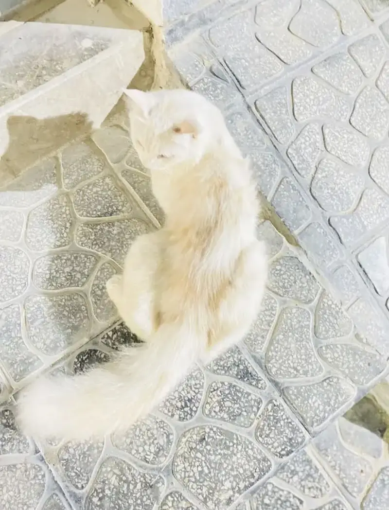 Persian Cat — photo 3