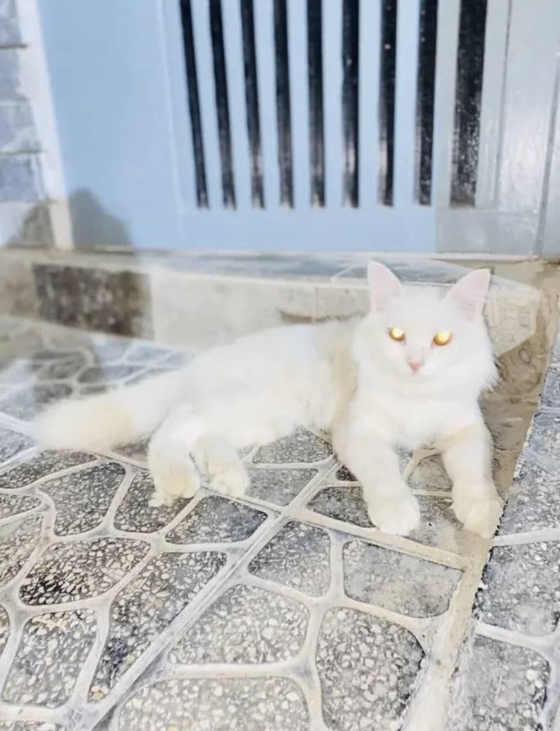 Persian Cat 3
