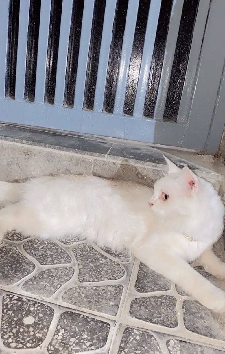 Persian Cat 4