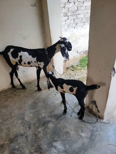 Beetal desi bakri 4 dant sath bacha | desi goat sath female bacha