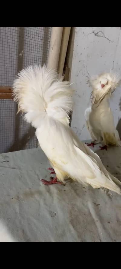 white and black jacobin Breder pair