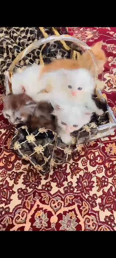 Persian triple Coat Kittens