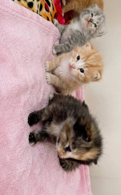 Adorable Persian cats