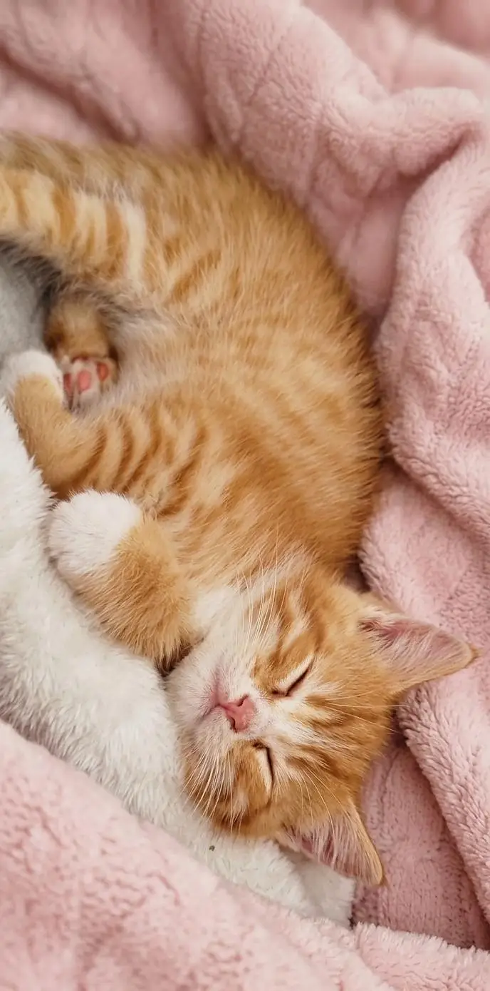 Adorable Persian cats — photo 3