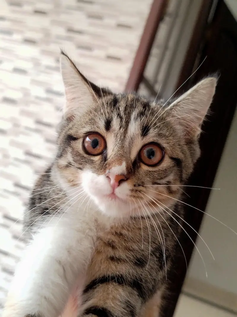 Adorable Persian cats — photo 5