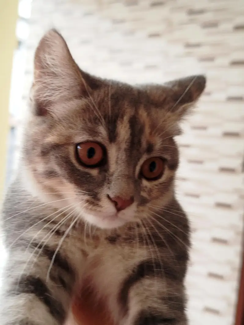 Adorable Persian cats — photo 6