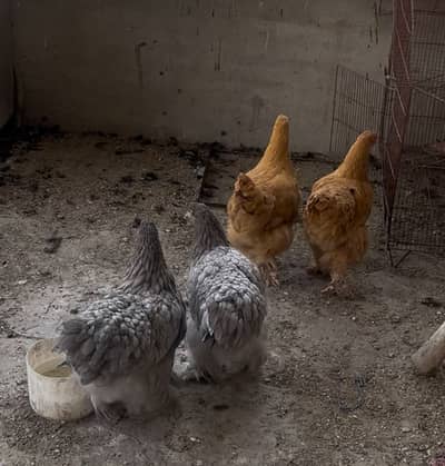 2 golden buff 2 blue heavy buff females