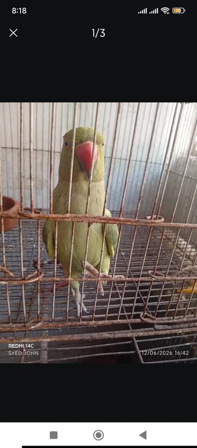 Green Ringneck Talking Parrot