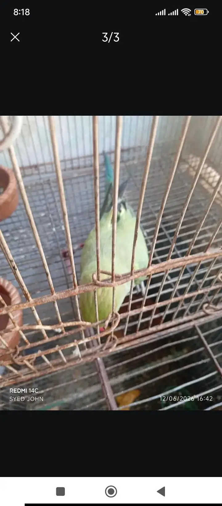 Green Ringneck Talking Parrot — photo 2