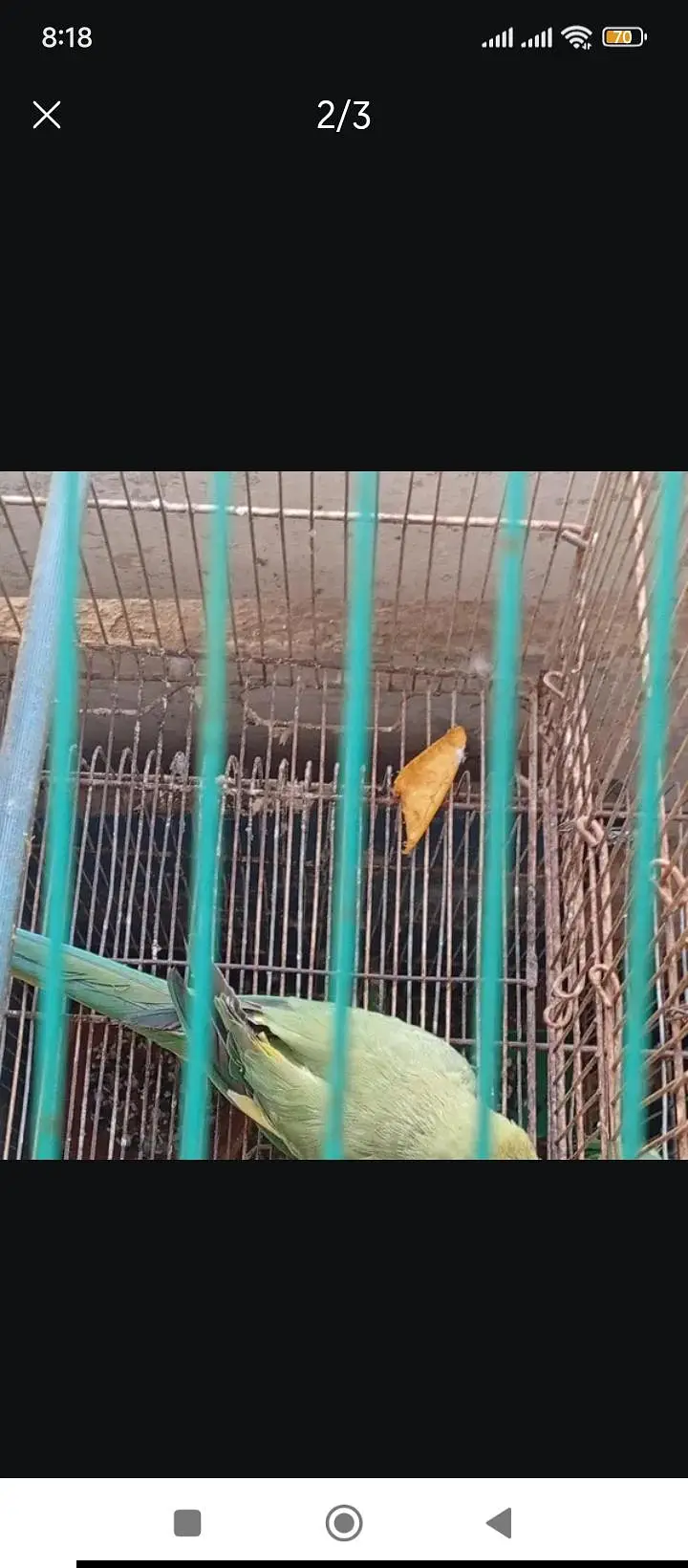Green Ringneck Talking Parrot — photo 3