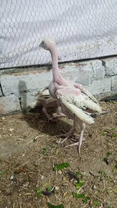 Turkish Hint chicks available for sale