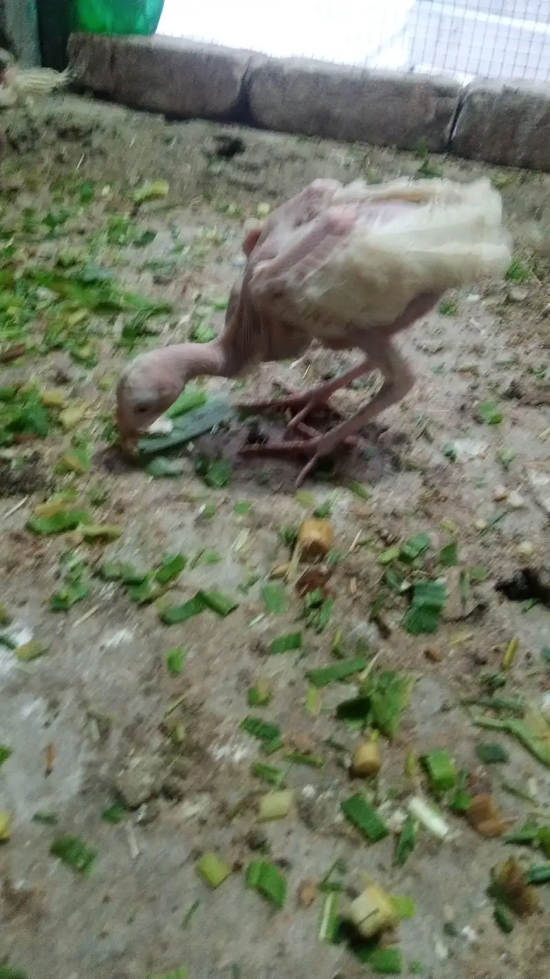 Turkish Hint chicks available for sale — photo 2