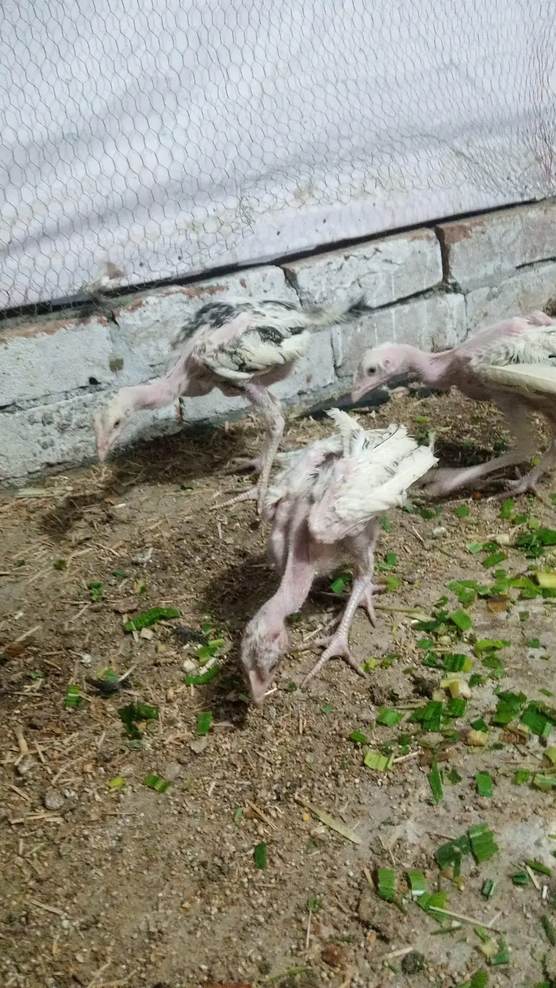 Turkish Hint chicks available for sale — photo 3