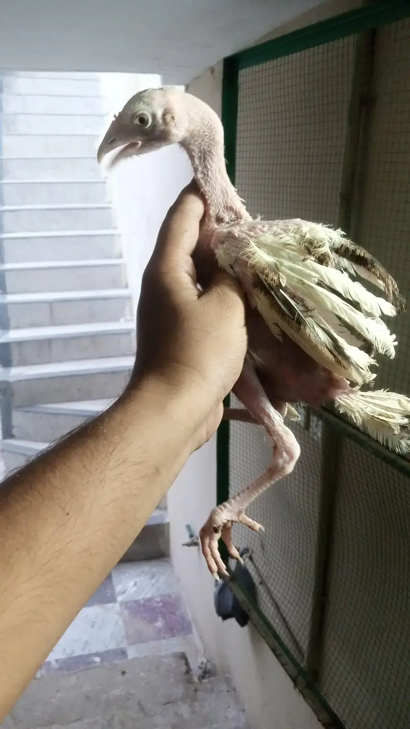 Turkish Hint chicks available for sale — photo 4