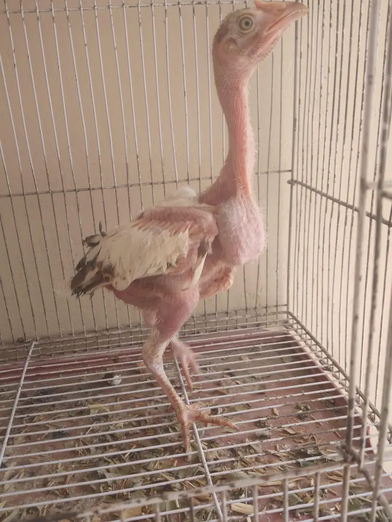 Turkish Hint chicks available for sale — photo 6